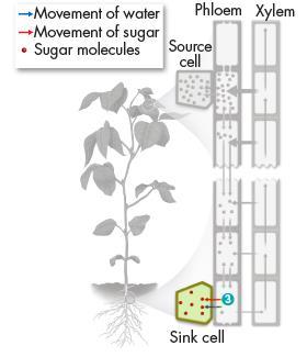 Nutrient Transport 3. If another region of the plant has a need for sugars, they are actively pumped out of the tube and into the surrounding tissue.