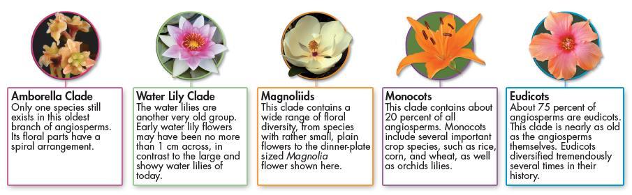 Angiosperm Classification Scientific classification places the monocots into a single group but places the dicots in different categories.
