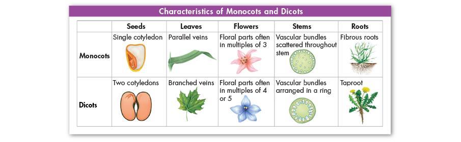 Monocots and Dicots The differences between monocots and dicots include the