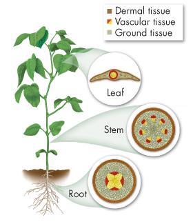 Seed Plant Structure The three principal organs of seed plants are: roots, stems, and Leaves The organs are linked together by tissue systems that produce, store, and transport nutrients, and provide