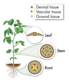 Plant Tissue Systems What are the primary functions of the main tissue systems of seed plants? Dermal tissue is the protective outer covering of a plant.