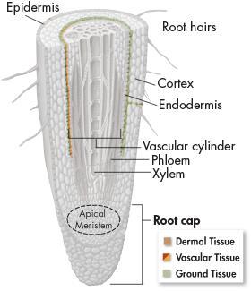 Ground Tissue Just inside the epidermis is a region of ground tissue called the cortex. Water and minerals move through the cortex from the epidermis toward the center of the root.