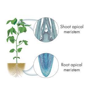 Apical Meristems Because the tip of a stem or root is known as its apex, meristems in these regions are called apical meristems.