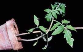 Positive Geotropism: Downward growth of plant roots (towards