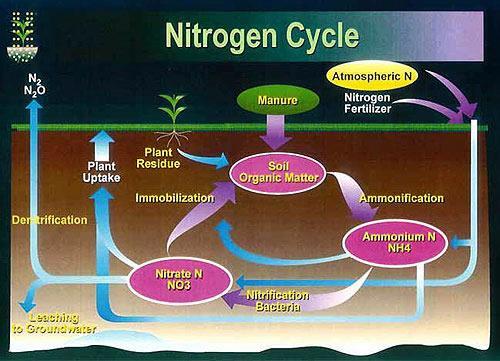 Lesson 2.4 Biogeochemical Cycles The Nitrogen Cycle When dead organisms and wastes are decomposed, simple nitrogen compounds are produced.