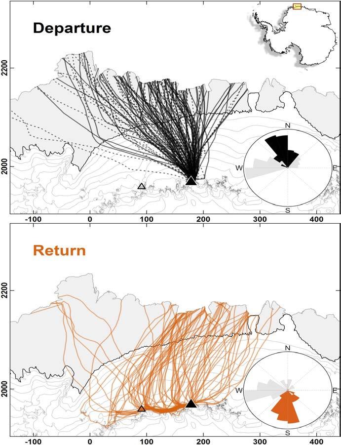 Antarctic petrel flight study Departure (upper panel) and return (lower panel) sections of 79 Antarctic petrel GPS flight tracks recorded during three breeding seasons (2012-2014) in Queen Maud Land,
