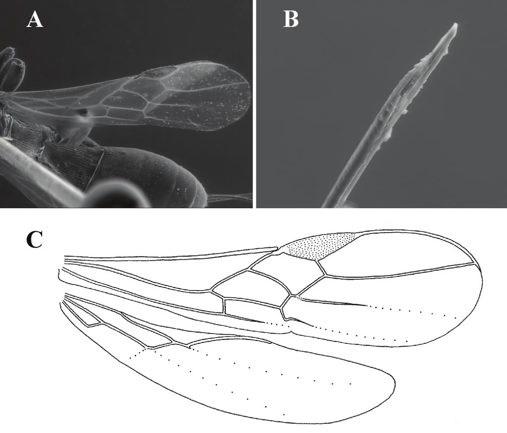 Revista Mexicana de Biodiversidad 80: 419-429, 2009 425 Figure 4. Hecabolus mexicanus sp. nov. A, fore wing; B, apex of ovipositor; C, fore and hind wings. Wings (Fig. 1E). Fore wing 3.2-3.