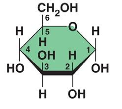 AP Reading Guide Chapter 5: The Structure and Function of Large Biological Molecules 13. Here is the abbreviated ring structure of glucose. Where are all the carbons?