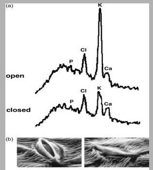 Role potassium in stomatal action opened closed When stomata opened, the K content of guard cells increased by