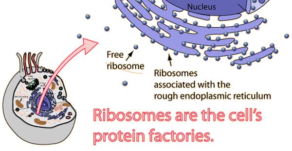 Ribosomes Nickname: the factories Function: make proteins for use in