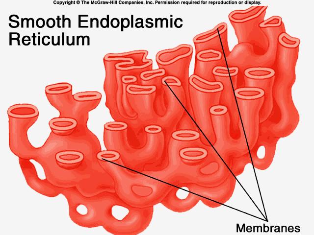 Smooth endoplasmic reticulum Nickname: Smooth ER Function: makes and packages fats & oils It is smooth