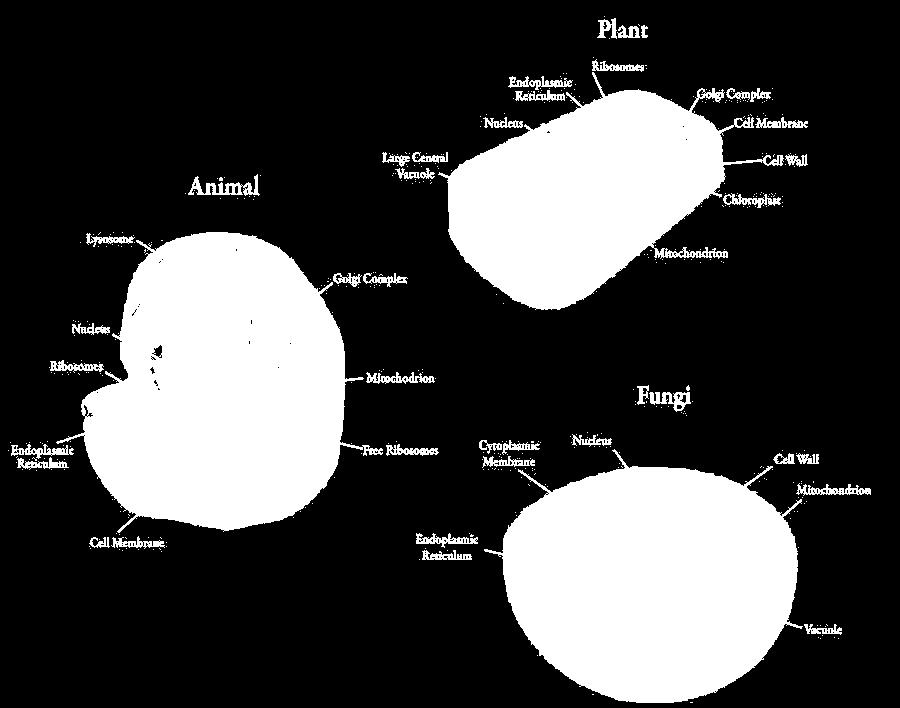 Types of cells All animal, plant and fungi cells are