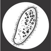 Types of cells Bacterial cells are prokaryotic This means that: o they don t have any organelles!