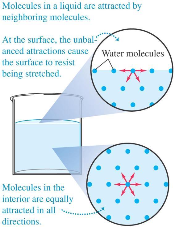 Surface tension The surface of a liquid behaves like a