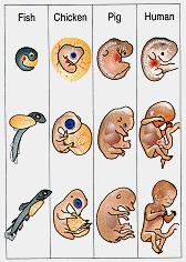 Embryos of different vertebrates look much more similar than the adult organisms do. (Note: The numbers I to III refer to the sequence of stages the embryos go through.