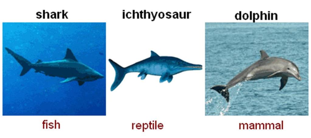 In convergent evolution, organisms that are not closely related resemble each