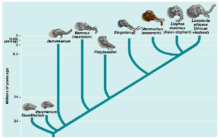 disappeared (Ex: dinosaurs) Fossils The fossil record provides