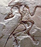 Transitional forms link fossils to modern species.