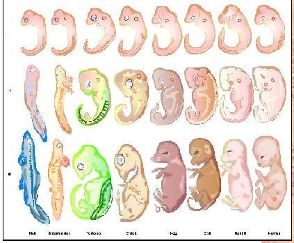 Embryology Developmental homology Biochemistry a.k.