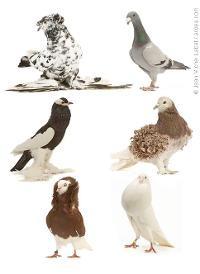 What's with the pigeons? Define domestication and list some domesticated species.
