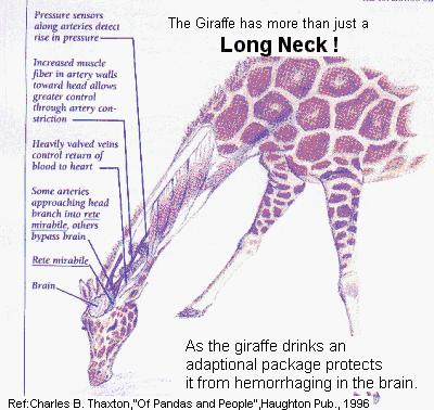 Explain the Giraffe example in terms of natural selection and fitness