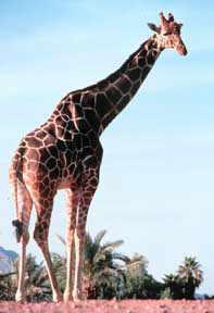 4. THE ORGANISMS WITH FAVORABLE VARIATIONS (THE FITTEST ) SURVIVE AND a long neck enabled