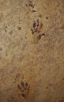 Fossil Evidence Trace fossils Evidence that organism was there Tracks, burrows, dung Tracks to right (identified as Chirotherium) are only
