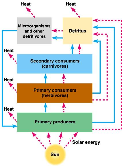 Energy transfer Energy in from the Sun captured by autotrophs = producers (plants) Energy through food chain