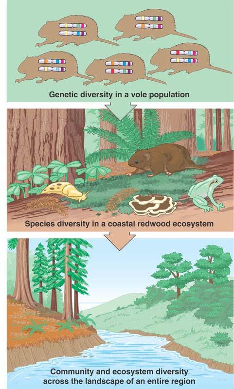 Loss of Diversity 3 levels of biodiversity ecosystem diversity mix of species in community genetic