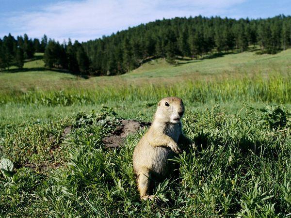 Prairie dogs live in temperate grasslands.