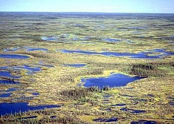 Tundra Treeless or marshy plain Characterized by permafrost permanently frozen soil