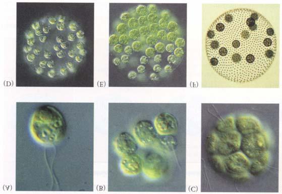 Volvocales Unicellular =>