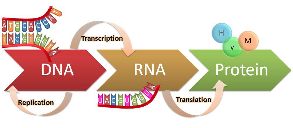 Review of DNA processes Replication (7.