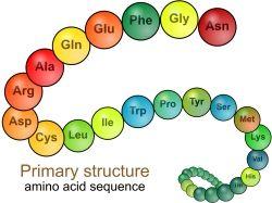 7.3U7 : The sequence and number of amino acids in a polypeptide is the primary