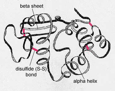 7.3U9 the tertiary structure is the further folding