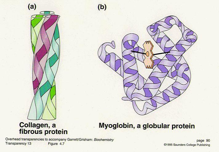 Protein Fibrous = helix or