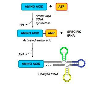 7.3.A1 trna-activating enzymes illustrate enzyme substrate specificity and the role of phosphorylation.