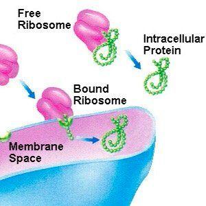 7.3U5 Bound ribosomes synthesise proteins primarily for secretion or for use in lysosomes -
