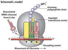 7.3S1 (continued) Ribosome sites have specific functions 1.