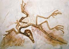 dinosaurs. Archaeopteryx is the name that has been given to one ancestral bird species. The fossil and a reconstruction are shown in Figure 21.
