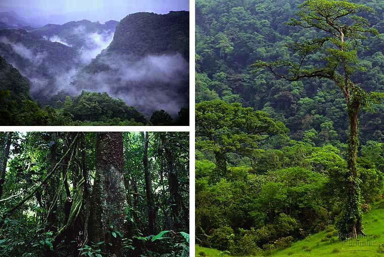 Tropical rainforest distribution: equatorial precipitation: very wet temperature: