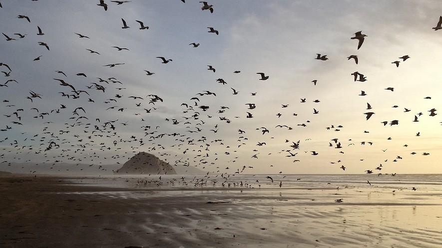 What causes the tides in the ocean? By NASA and NOAA, adapted by Newsela staff on 02.09.17 Word Count 686 Level 830L Flying gulls on Morro Strand State Beach, California, at low tide.