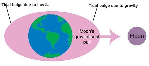 The ocean also bulges out on the side of Earth opposite the moon. Wait, What? If the moon's gravity is pulling the oceans toward it, how can the ocean also bulge on the other side of the Earth?