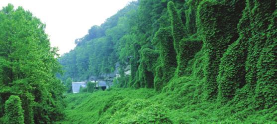 Kudzu Plants can be invasive, too. Kudzu was introduced to the United States from Japan in 1876.