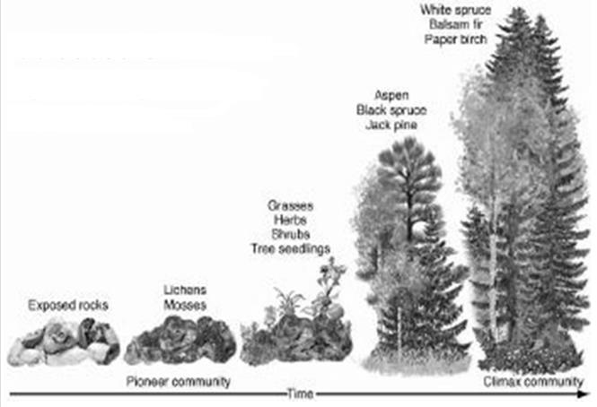 ECOLOGICAL SUCCESSION: Look at pages 376-379 in the red book. Ecosystems are constantly changing in response to natural and human disturbances.