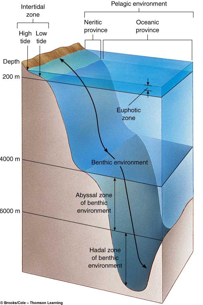 Marine Ecosystem Marine environments Intertidal zone Shoreline between low and high tides Benthic environment The ocean floor