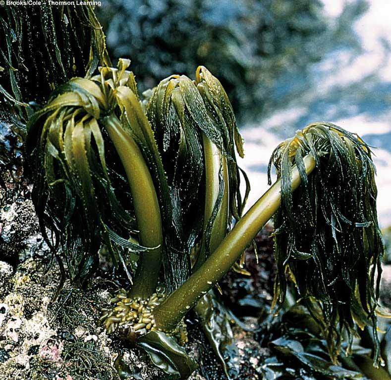 Seaweeds In