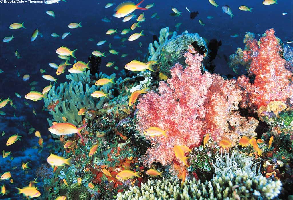 Coral Reef Organisms Biogeography Study of the geographic distribution of plants and animals Each species