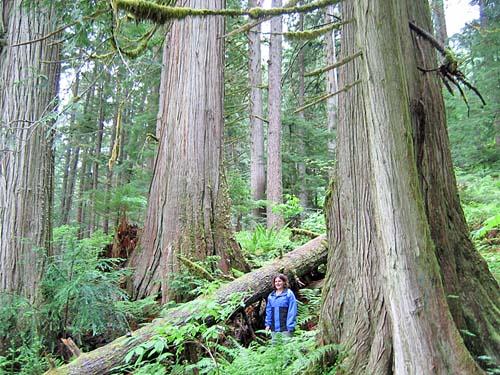 cedar, Mountain hemlock, Western hemlock, Sitka spruce and Lodgepole pine