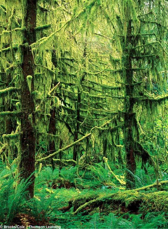Temperate Rain Forest Temperate Forests Temperate